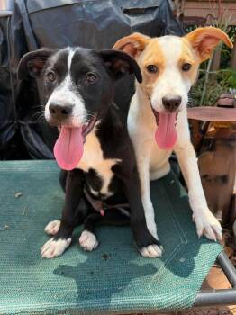 Goofy -  Australian Cattle Dog Blue Heeler and Labrador Retriever Dog Available for Adoption in San Diego, California - Goofy | PetCurious