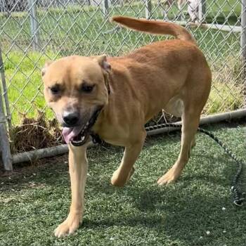 Rescue Mixed Breed Dogs for Adoption in Bennettsville, South Carolina - Rocky | PetCurious