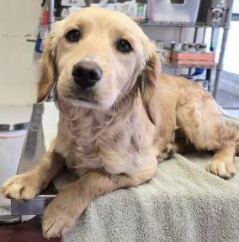 Shetland Sheepdog Sheltie and Spaniel Dogs Available for Adoption - Rosette | PetCurious