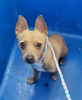 KOKO -  Mixed Breed Dog for Adoption in Dallas, Texas - KOKO | PetCurious