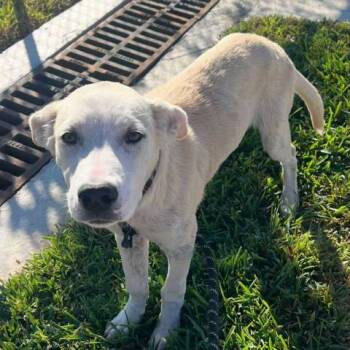 Rescue Labrador Retriever Dogs for Adoption in Conroe, Texas - MIKEY | PetCurious