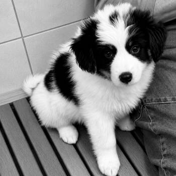 Spaniel and Australian Shepherd Dogs Available for Adoption in Chatham, New Jersey - Peroni | PetCurious