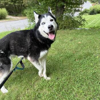 Luca -  Siberian Husky Dog for Adoption in New York, New York - Luca | PetCurious