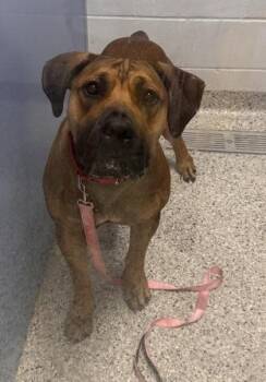 Nala -  Mastiff and Mixed Breed Dog for Adoption in Kansas City, Missouri - Nala | PetCurious