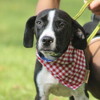 Daddy Long-Legs -  Mixed Breed Dog for Adoption in Columbia, South Carolina - Daddy Long-Legs | PetCurious