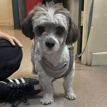 Paco -  Terrier Dog Available for Adoption in Pasadena, California - Paco | PetCurious