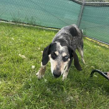 Willa -  Hound Dog for Adoption in Harrisonburg, Virginia - Willa | PetCurious