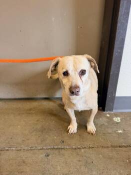 Chihuahua Dogs Available for Adoption in Ontario, California - ALVIN | PetCurious
