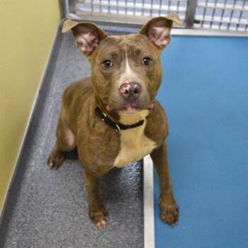 WOOZY -  Pit Bull Terrier and Mixed Breed Dog for Adoption in St. Louis, Missouri - WOOZY | PetCurious