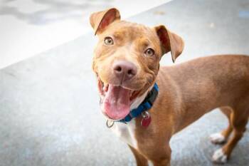 LUCY -  Carolina Dog and Mixed Breed Dog for Adoption in Boston, Massachusetts - LUCY | PetCurious
