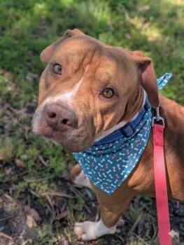 Mixed Breed Dogs Available for Adoption in Jacksonville, Florida - DAVID WAYNE | PetCurious