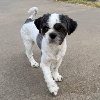 Jenkins -  Shih Tzu and Lhasa Apso Dog for Adoption in Ennis, Texas - Jenkins | PetCurious