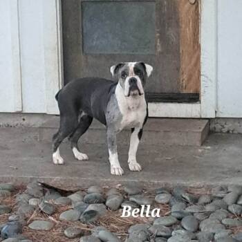 Rescue American Bulldog Dogs for Adoption in Spring, Texas - Bella | PetCurious