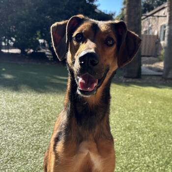 Rescue Hound Dogs for Adoption in Hilton Head Island, South Carolina - Red | PetCurious