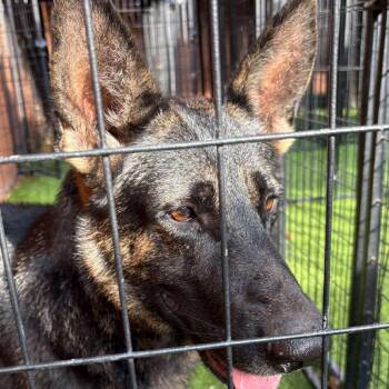 Rescue German Shepherd Dog Dogs for Adoption in Tampa, Florida - Nitro | PetCurious