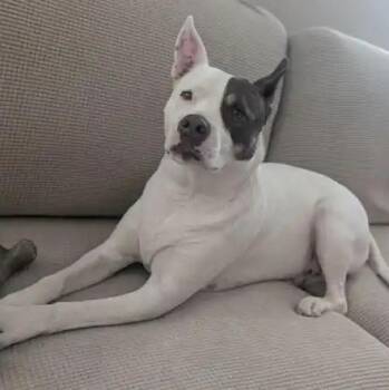 Pit Bull Terrier Dogs Available for Adoption - Flower | PetCurious