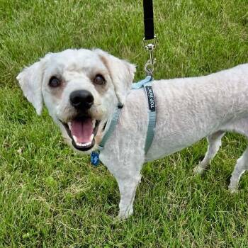 Oliver -  Poodle Dog for Adoption in St. Catharines, Ontario - Oliver | PetCurious