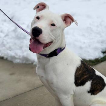 Pit Bull Terrier Dogs Available for Adoption - Echo | PetCurious