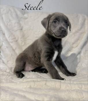 Labrador Retriever Dogs Available for Adoption - Steele | PetCurious
