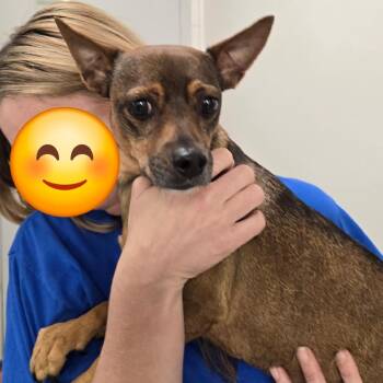Batty Bandito -  Chihuahua and Miniature Pinscher Dog for Adoption in New Orleans, Louisiana - Batty Bandito | PetCurious