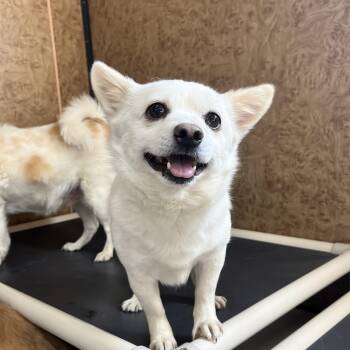 DALSU" -  Jindo and Corgi Dog for Adoption in Springfield, Virginia - DALSU" | PetCurious