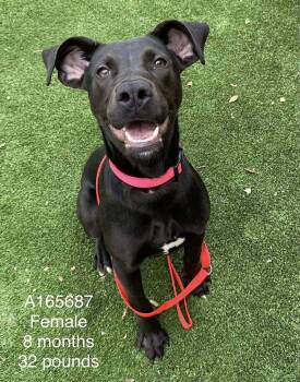 Pit Bull Terrier and Mixed Breed Dogs Available for Adoption in Calgary, Alberta - Cheyenne | PetCurious