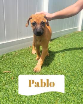 Isabella Pup - Pablo -  Dachshund and Labrador Retriever Dog Available for Adoption in Pompano Beach, Florida - Isabella Pup - Pablo | PetCurious