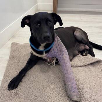 Justice - (Medical) -  Labrador Retriever and Terrier Dog for Adoption in San Diego, California - Justice - (Medical) | PetCurious