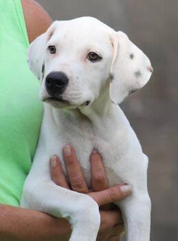 Washington -  American Staffordshire Terrier Dog for Adoption in North Fort Myers, Florida - Washington | PetCurious