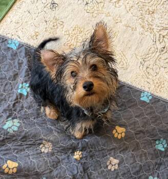 Alfie -  Yorkshire Terrier Dog for Adoption in Avondale, Pennsylvania - Alfie | PetCurious