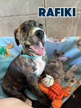 RAFIKI -  American Staffordshire Terrier and Labrador Retriever Dog for Adoption in Hampton, Virginia - RAFIKI | PetCurious