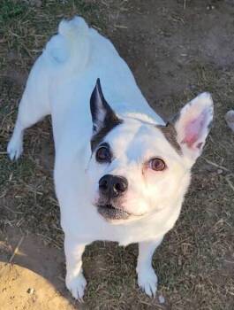 Rat Terrier Dogs Available for Adoption - Valentine | PetCurious