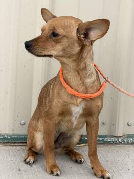 Chihuahua Dogs Available for Adoption in Othello, Washington - Nena | PetCurious
