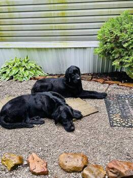 Labrador Retriever Dogs Available for Adoption in Bloomington, Indiana - Havelock | PetCurious