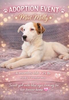 Husky and Australian Cattle Dog Blue Heeler Dogs Available for Adoption - Molly  | PetCurious