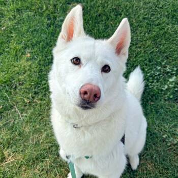 Luna -  Siberian Husky Dog for Adoption in Murray, Utah - Luna | PetCurious