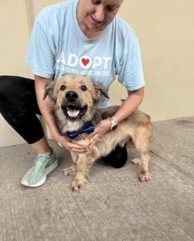 Corgi and Shepherd Dogs Available for Adoption in Mckinney, Texas - Judo | PetCurious