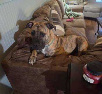 Mixed Breed Dogs Available for Adoption in Douglas, Massachusetts - Rhodes | PetCurious