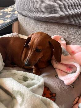 Heidi -  Dachshund Dog for Adoption in Fort Walton Beach, Florida - Heidi | PetCurious