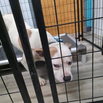 PFL Bluu Brownlee -  Pit Bull Terrier Dog for Adoption in St. Louis, Missouri - PFL Bluu Brownlee | PetCurious
