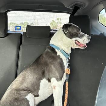Pit Bull Terrier and Mixed Breed Dogs Available for Adoption in Palm Springs, California - Ember | PetCurious