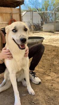 SUGAR -  Yellow Labrador Retriever Dog for Adoption in Joshua Tree, California - SUGAR | PetCurious