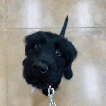 Jethro -  Black Labrador Retriever and Standard Poodle Dog for Adoption in Shelbyville, Illinois - Jethro | PetCurious