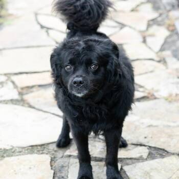 Ace -  Mixed Breed Dog for Adoption in Cape Girardeau, Missouri - Ace | PetCurious
