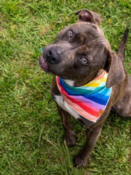 Hoot -  Mixed Breed Dog for Adoption in Myrtle Beach, South Carolina - Hoot | PetCurious