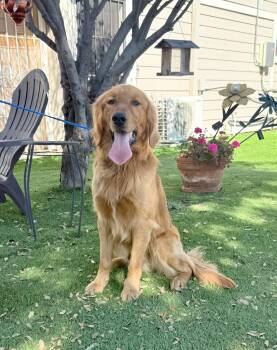 Golden Retriever Dogs Available for Adoption - Ripley | PetCurious