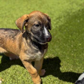 Terrier and Mixed Breed Dogs Available for Adoption in Gainesville, Georgia - Remy | PetCurious