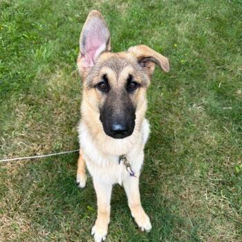 Juno -  Mixed Breed Dog for Adoption in Mentor, Ohio - Juno | PetCurious