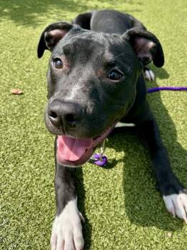Drax -  Mixed Breed Dog for Adoption in Wichita, Kansas - Drax | PetCurious