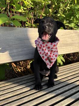 Labrador Retriever and Border Collie Dogs Available for Adoption in Rock Hill, South Carolina - Petunia | PetCurious